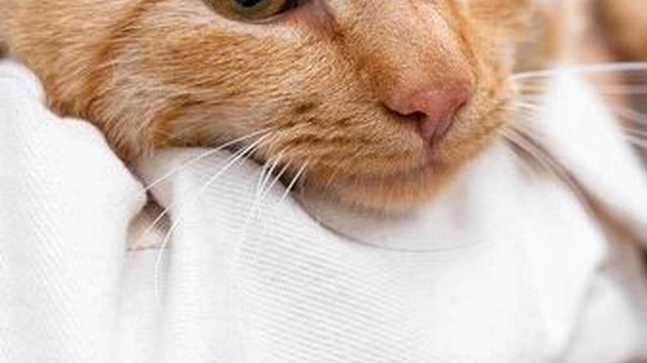 Penyebab Kucing Flu dan Cara Mengobatinya