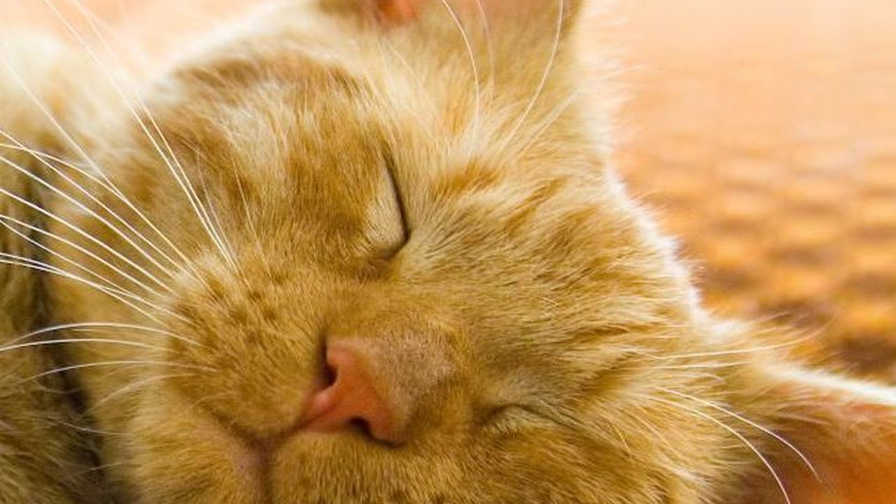 Penyebab Kucing Lemas Tidak Mau Makan dan Cara Mengatasinya
