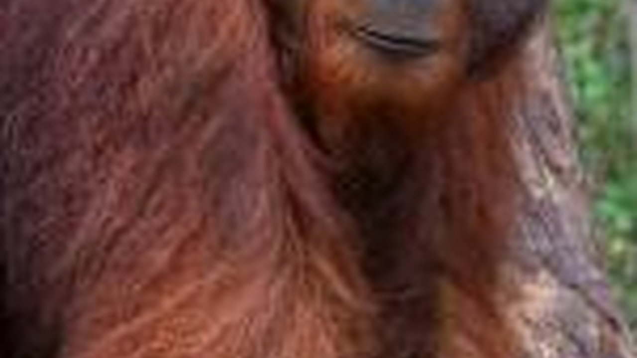 Miris, Video Dua Ekor Orangutan Kurus Kering Melintasi Area Tambang Kutai Timur