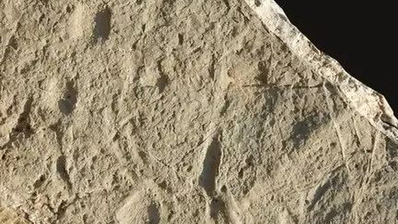 Bagian Teka-Teki Evolusi yang Hilang Ditemukan dalam Batuan Berusia 130 Juta Tahun