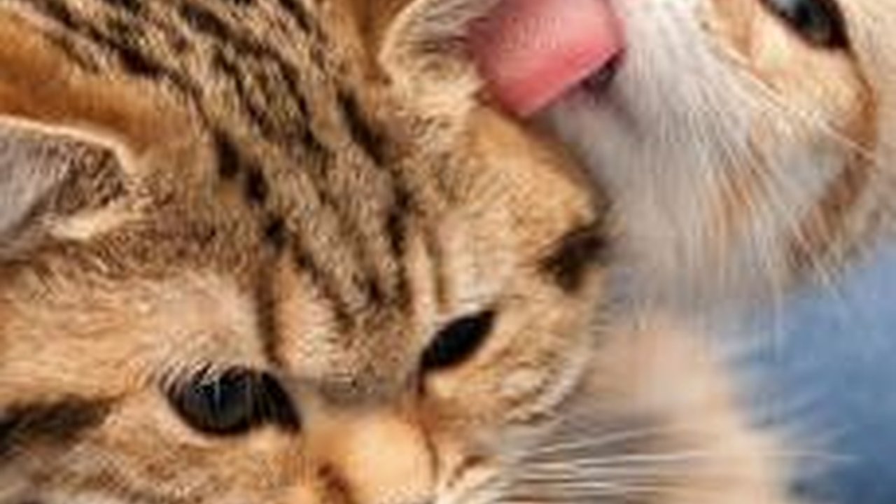 Mengulik Mantu Kucing, Tradisi Unik Memohon Turunnya Hujan saat Kemarau di Pacitan