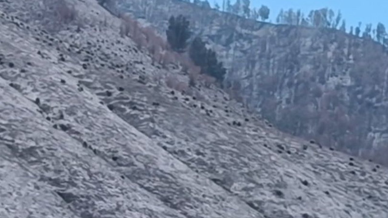 Gunung Bromo Butuh Hingga 5 Tahun untuk Kembali Hijau, Biayanya Capai Rp3,5 Miliar