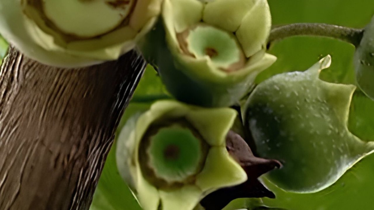 Unik! Ini Deretan Buah dan Tanaman Khas Hutan Baduy, Ada yang Bisa Manipulasi Rasa