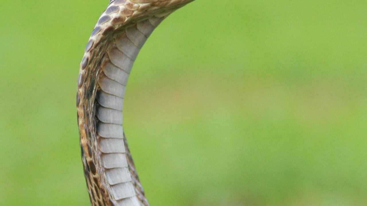 Tadinya Agresif Mau Ditangkap, Ular King Kobra Ini Jadi Tenang Saat Dengar Suara Adzan