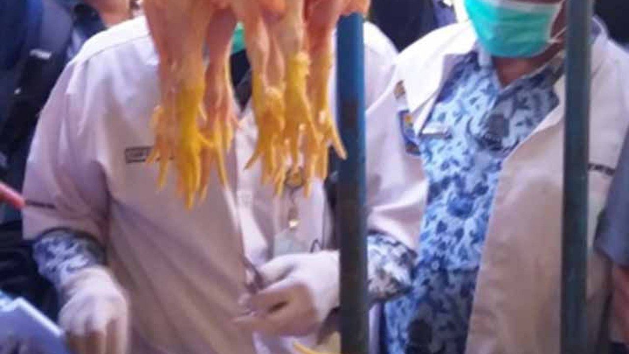 CEK FAKTA: Tidak Benar Sayap dan Leher Ayam Broiler Disuntik Hormon Penyebab Kanker