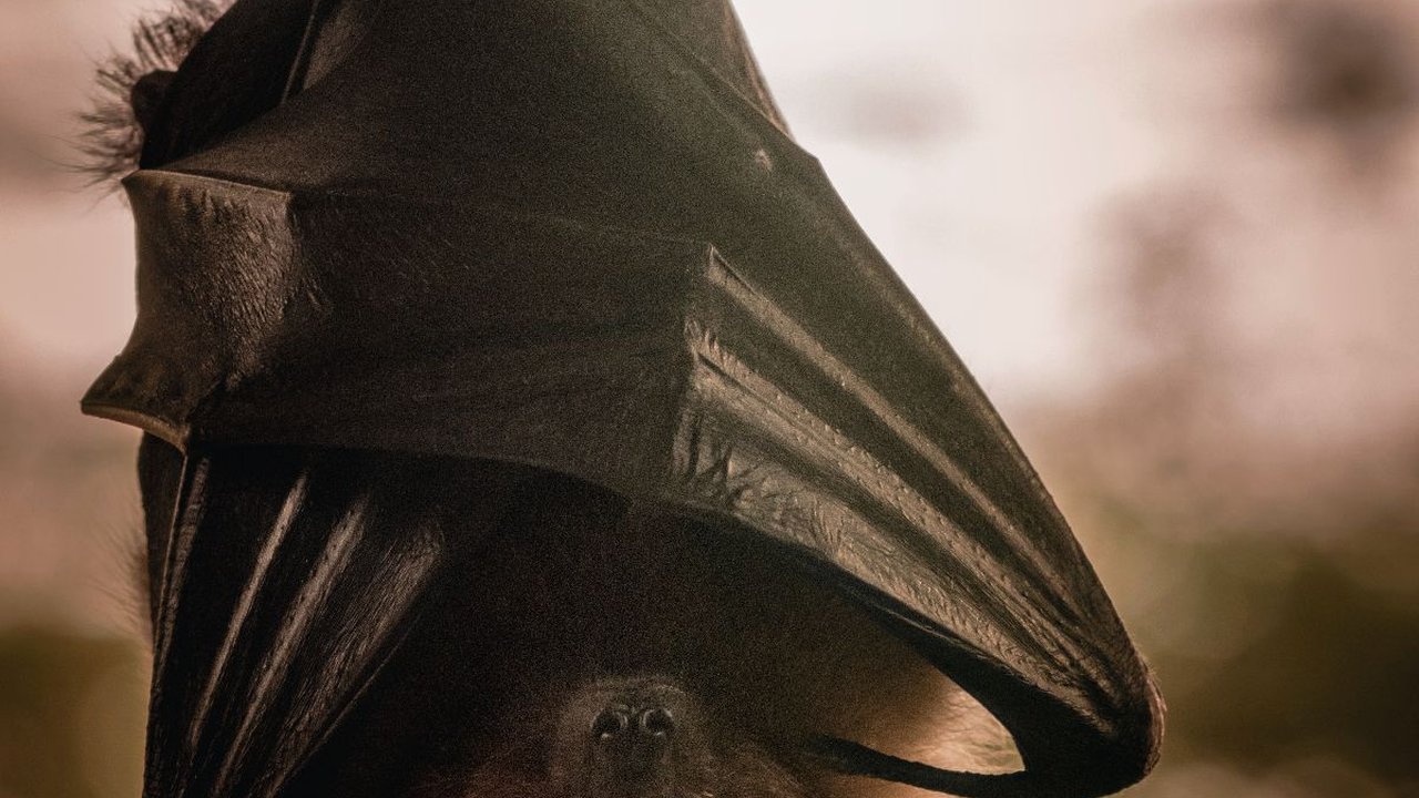 Dari COVID-19 Hingga Nipah, Mengapa Kelelawar Bisa Menjadi Penyebar Munculnya Virus?