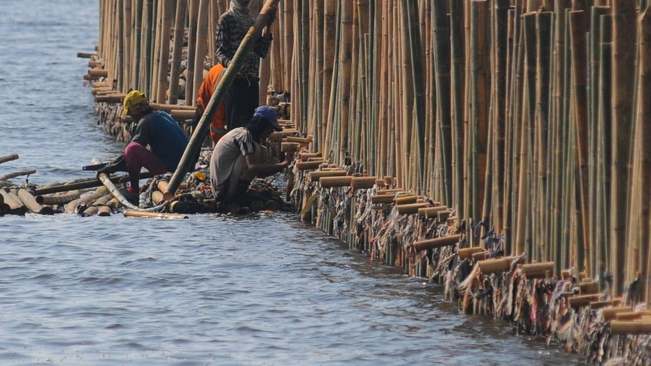 FOTO: Penampakan Tanggul Bambu Jadi Penangkal Abrasi di Pesisir Bekasi