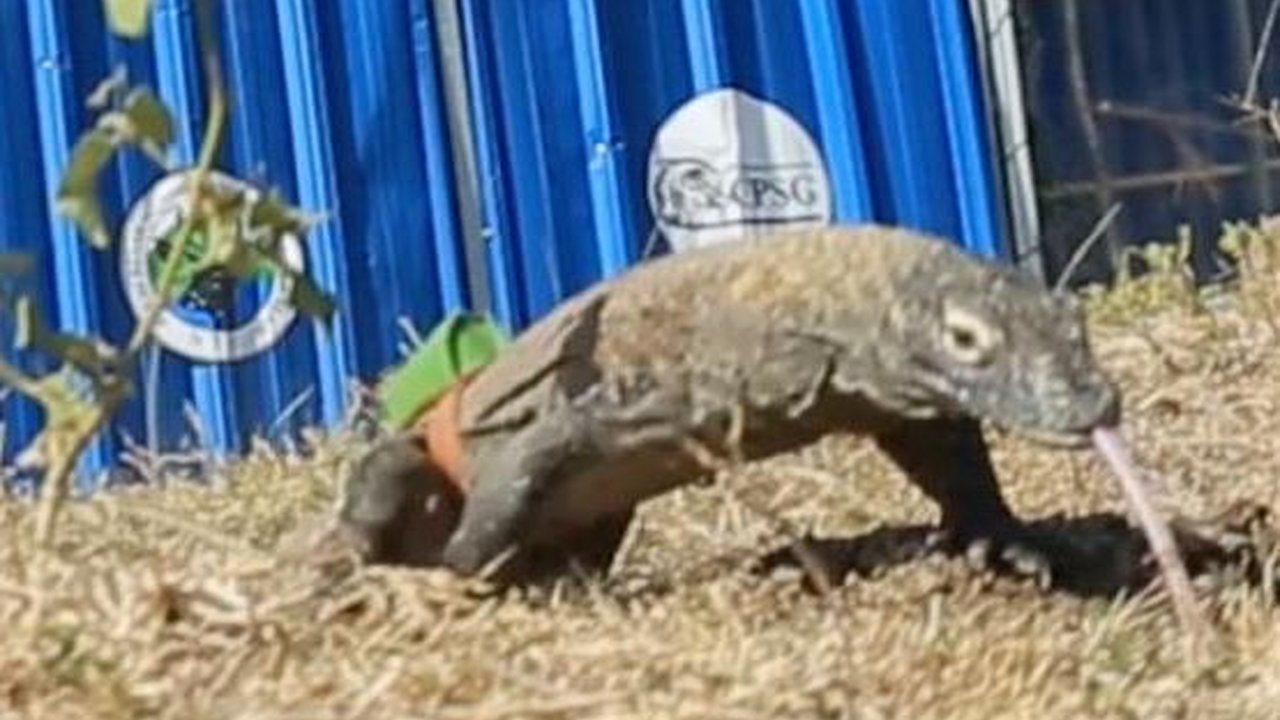 6 Ekor Komodo Hasil Perkawinan 'Rangga' dan 'Rinca' Dilepasliarkan di Habitat Aslinya