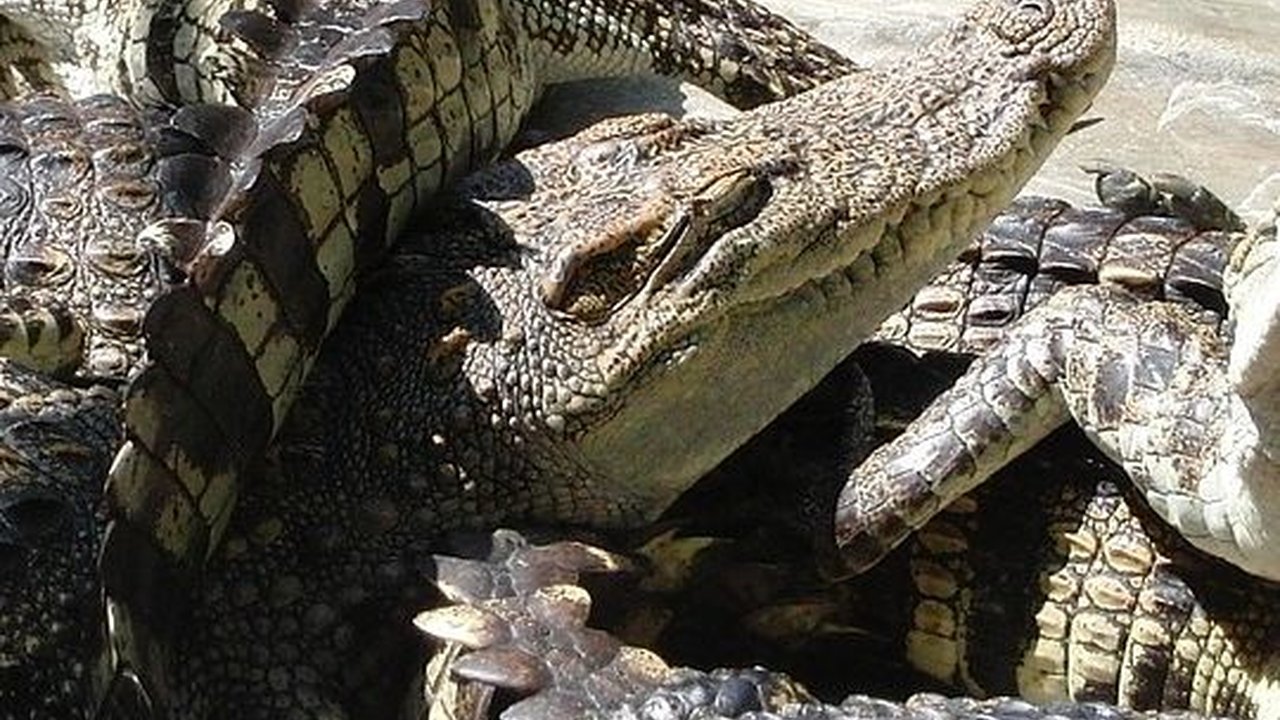 Nyaris Memakan Korban, Buaya Sepanjang 3,5 Meter di Mandailing Natal Ditangkap Warga