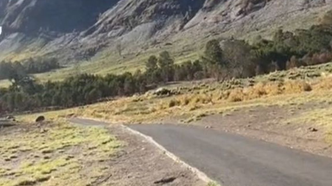 Mulai Menghijau dan Bersemi Kembali, Begini Kondisi Terbaru Savana Bromo Usai Kebakaran