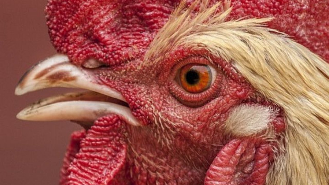 Pakai AI, Ilmuwan Jepang Ini Mengaku Bisa Pahami Bahasa Ayam
