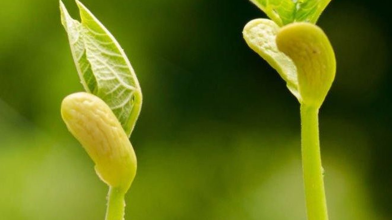 Perkecambahan Adalah Tahap Awal Perkembangan Tumbuhan, Berikut Penjelasannya