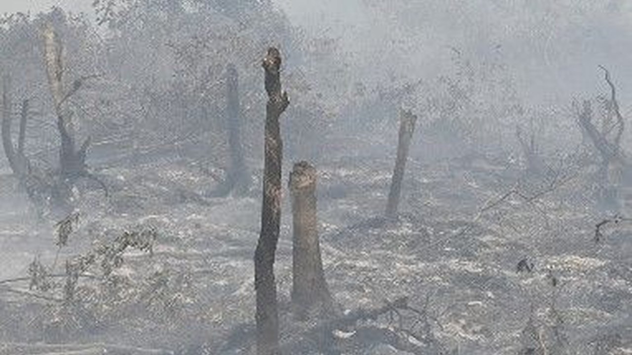 Gubernur Sumsel Janji Tak Akan Keluarkan Izin Alih Fungsi Lahan Gambut jadi Kebun Sawit