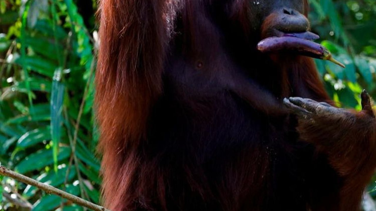 Orangutan Kurus di Area Tambang Batubara Kaltim Berhasil Dievakuasi