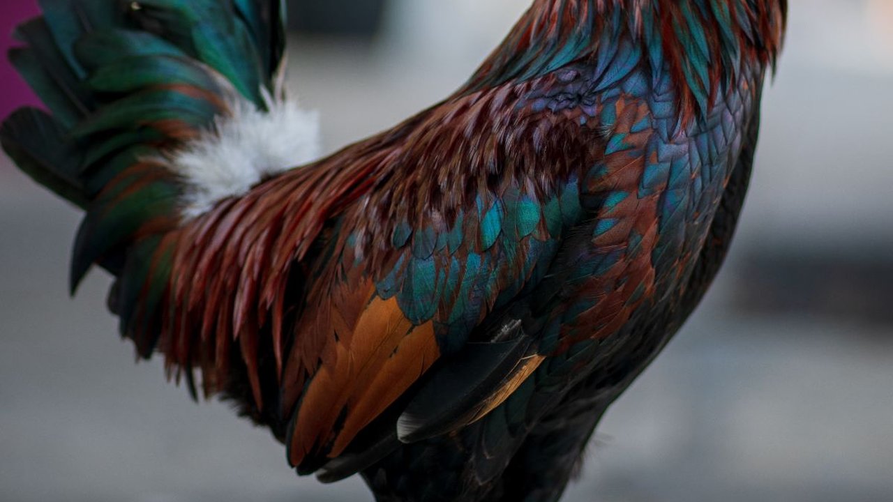 Arti Ayam Berkokok Tengah Malam, Ini Mitos dan Doa yang Dapat Dipanjatkan