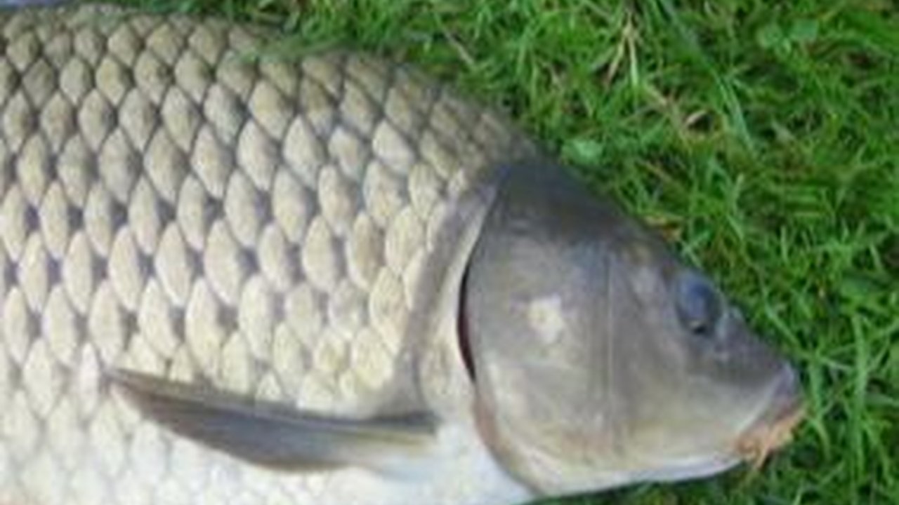 11 Jenis Ikan Air Tawar yang Sering Dikonsumsi, Punya Daging yang Empuk dan Lezat