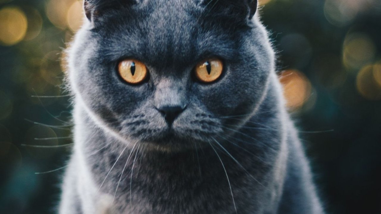 Karakteristik British Shorthair, Lengkap Beserta Ciri-ciri dan Cara Merawatnya