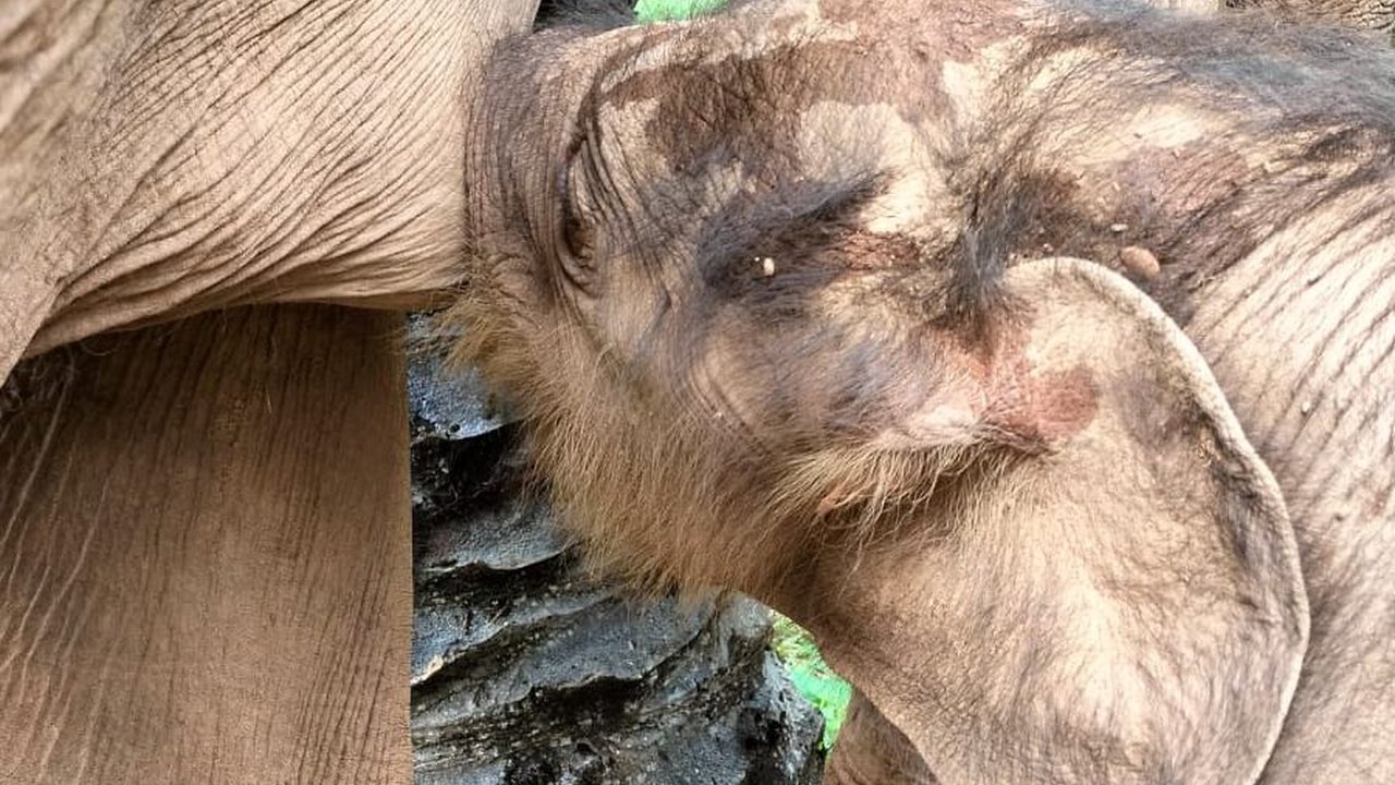 Lucunya Bayi Gajah yang Baru Lahir di Aceh, Langsung Menyusui ke Ibunya