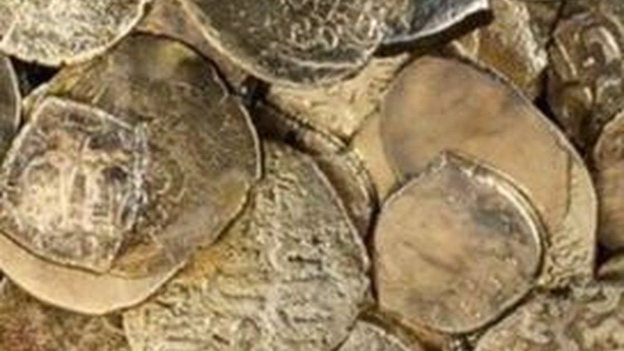 Tumpukan Harta Karun Ditemukan Dalam Bangkai Kapal Berusia 1.700 Tahun, Ada Permata Sampai Cincin Emas Bergambar Yesus