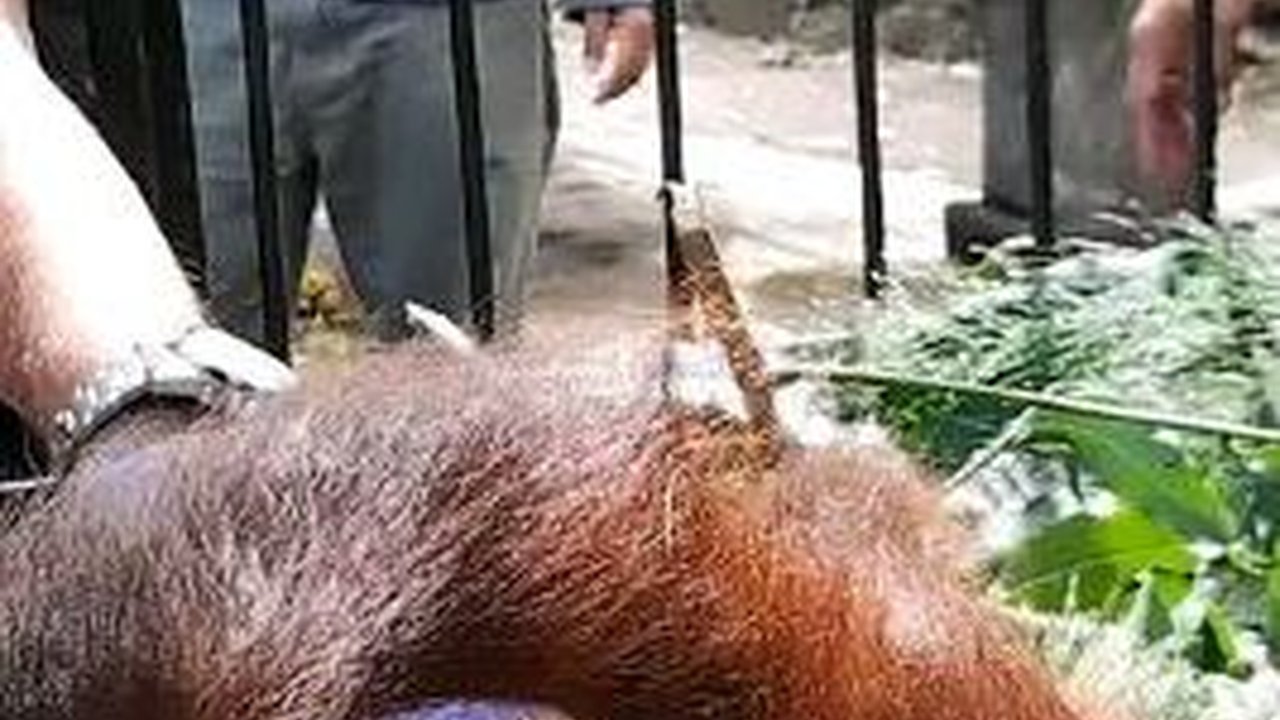 Kisah Pilu Logos, Orang Utan Kalimantan yang Diselundupkan ke Pulau Jawa