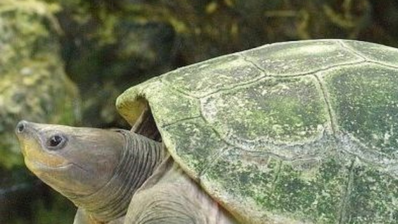7 Jenis Kura-kura yang Dilindungi di Indonesia, Penting untuk Diketahui