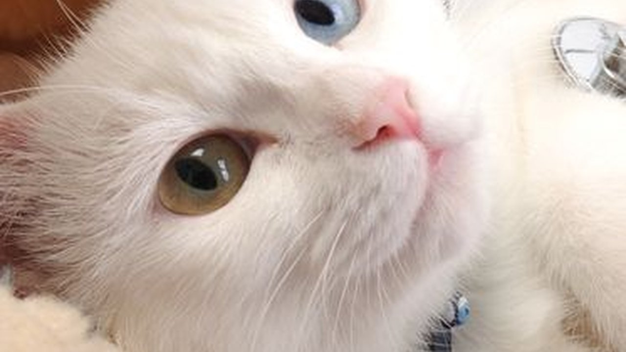 Obat Mata Kucing, Ampuh Sembuhkan Anabul yang Belekan dan Berair, Ketahui Cara Menanganinya