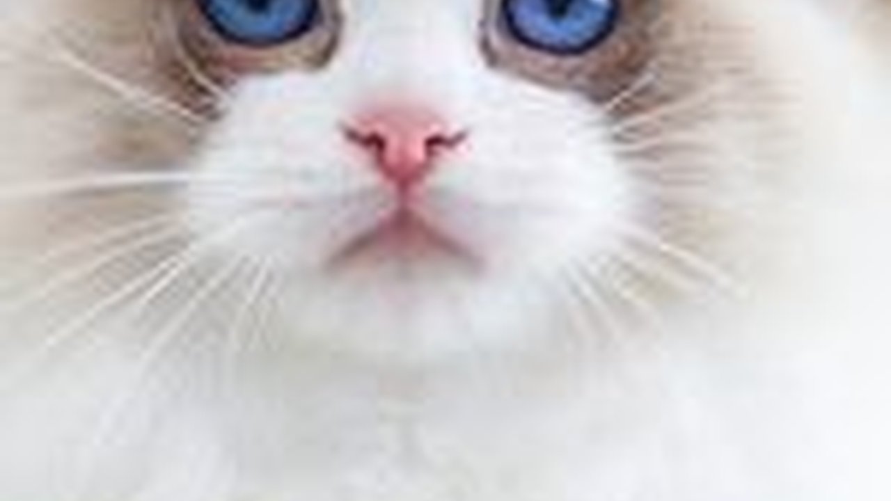 13 Ras Kucing Super Menggemaskan yang Siap Diadopsi, Mana Favoritmu?