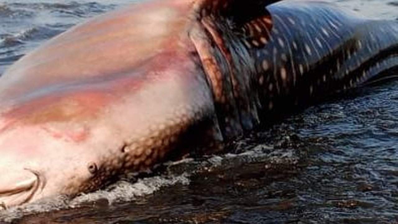 Hiu Paus Sepanjang 7 Meter Mati Terdampar di Pantai Pekutatan Bali