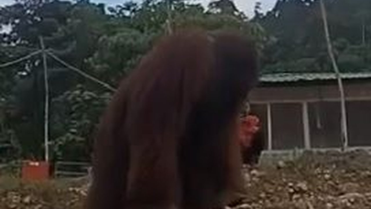 Viral Orangutan Masuk Area Tambang, BKSDA Sultra Pastikan Bukan di Konawe Utara