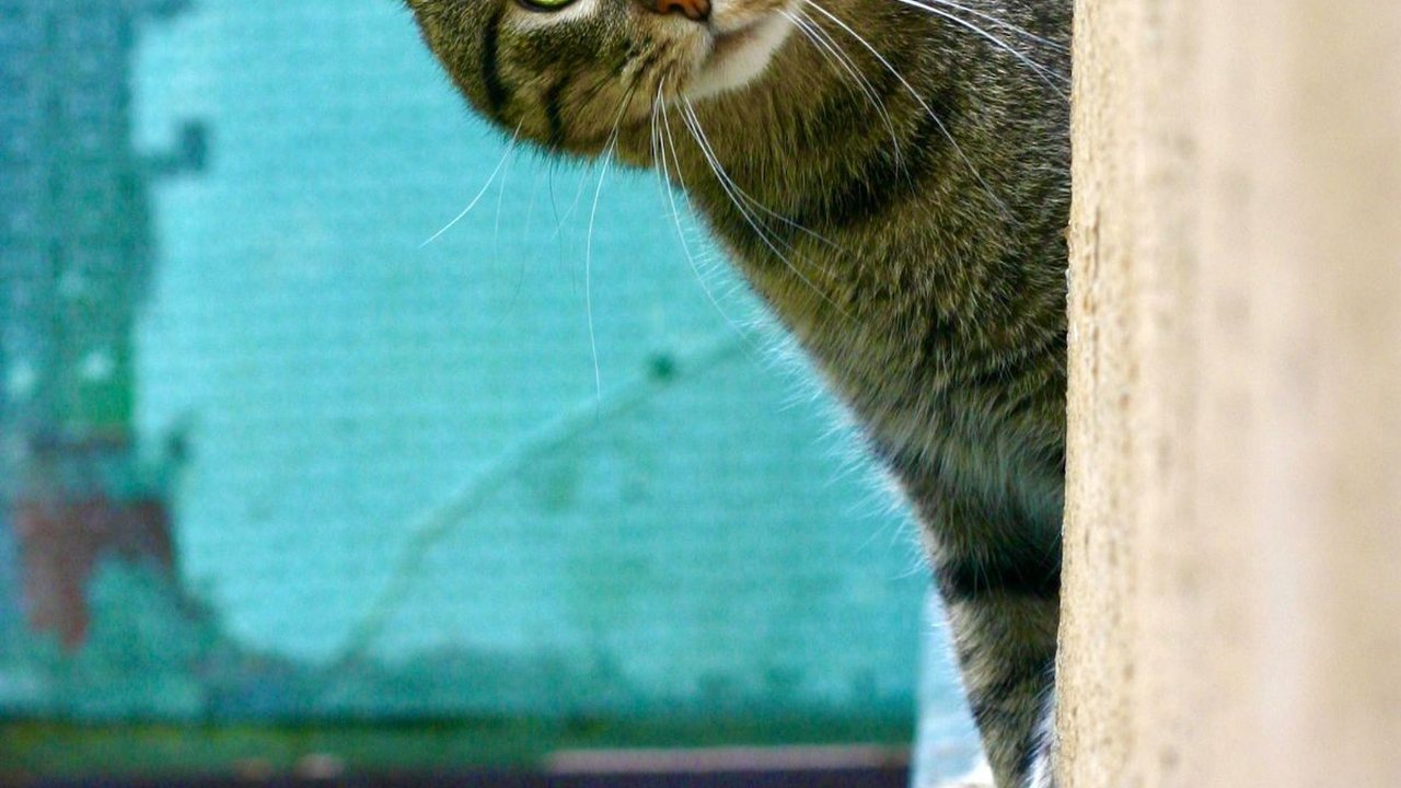 Apakah Kutu Kucing Bisa Menular kepada Manusia?