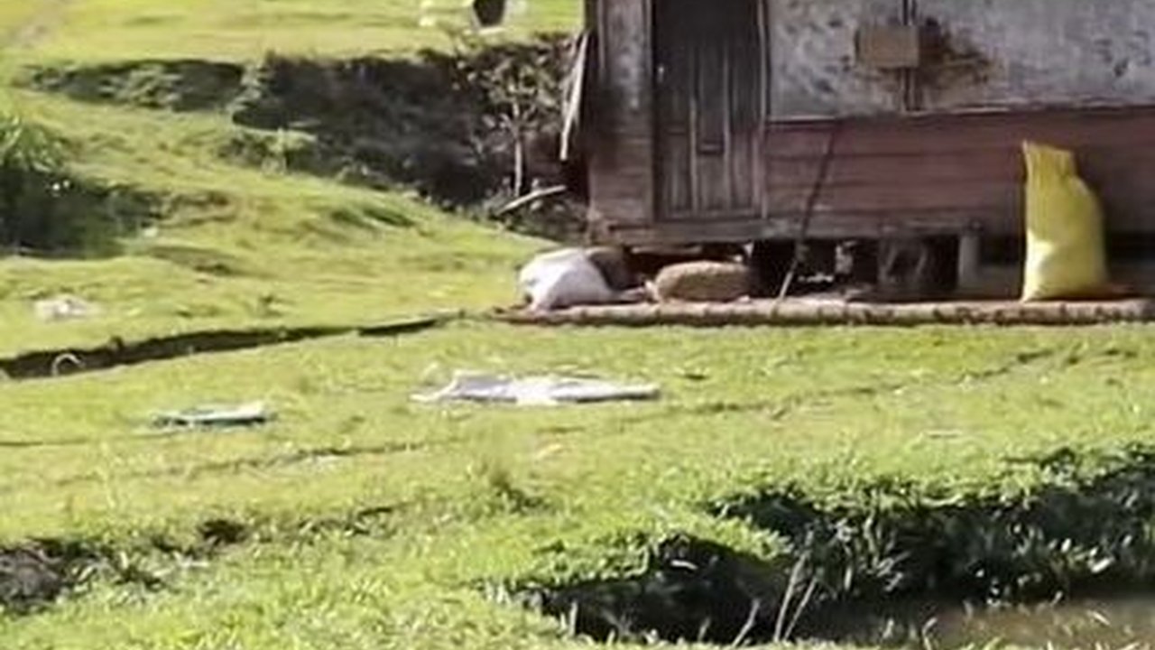 Kampung Naringgul di Cianjur Disebut Mirip Pegunungan Alpen Swiss, Yuk Intip Potret Indahnya