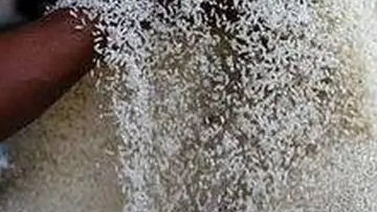 Dampak dari Kemarau Panjang, Ini Fakta di Balik Naiknya Harga Beras di Jateng