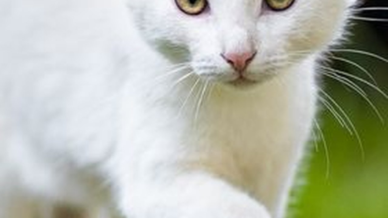 Viral Cekoki Kucing dengan Miras, Tiga Perempuan di Padang Terancam 9 Bulan Penjara