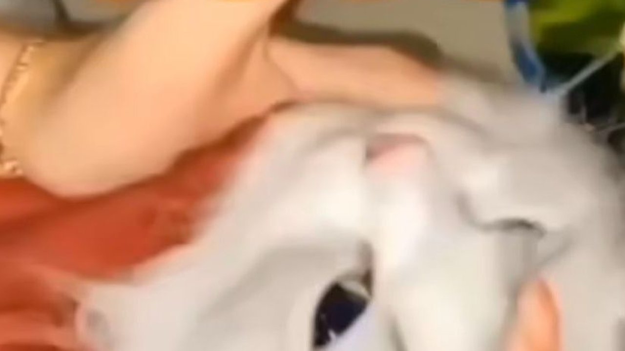 Unggah Video Cekoki Kucing dengan Soju, Tiga Perempuan di Padang Akhirnya Minta Maaf