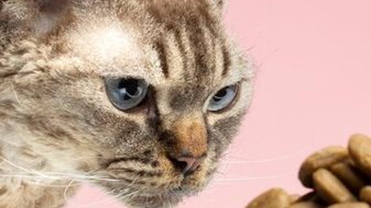 Jangan Berikan 15 Makanan Ini pada Kucing, Bahaya!