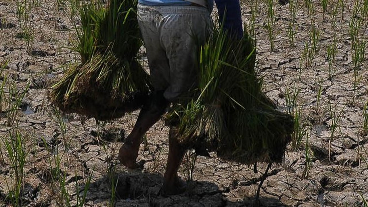 FOTO: Asa Petani Menanam Padi di Tengah Fenomena El Nino