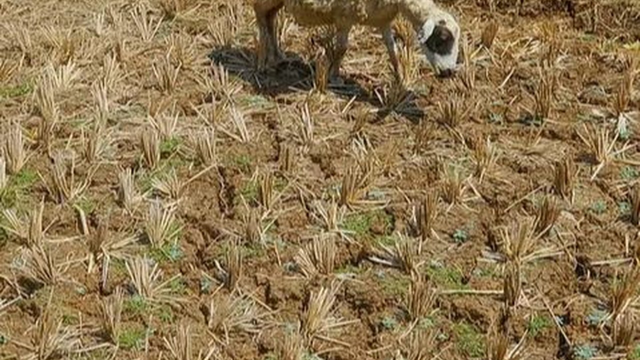 Bencana Kekeringan Meluas, Pemkab Bekasi Ajukan Permohonan Modifikasi Cuaca