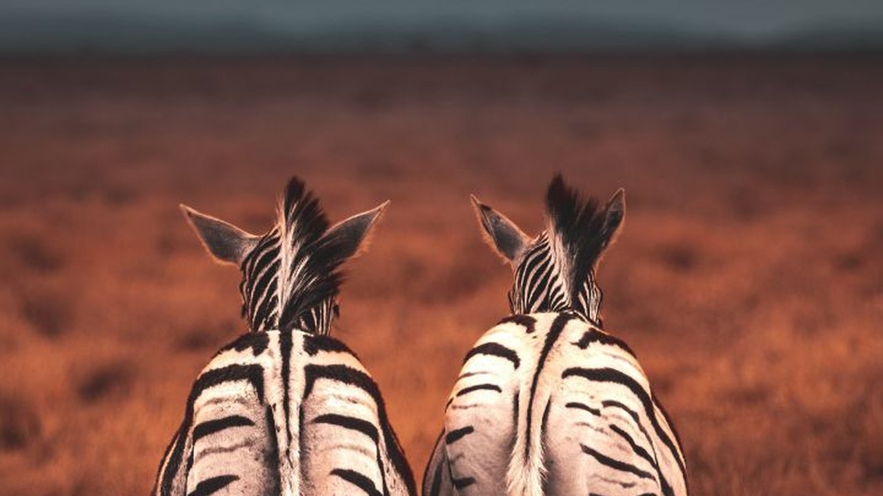 Sadisnya Zebra Jantan jika Tahu Pasangan Betinanya Hamil Bukan dari Perbuatannya