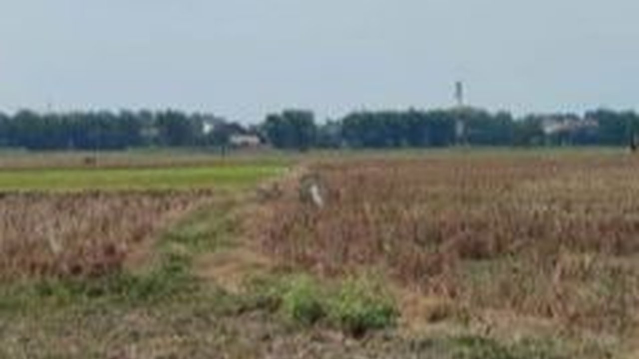 Tiga Lokasi Pilihan Gernas Tanam Padi 500 Ribu Ha di Blora