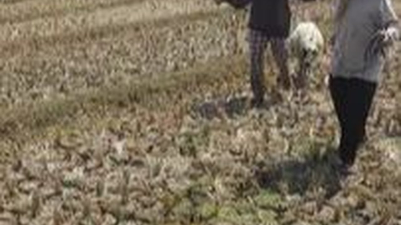 Ratusan Hektare Sawah di Jateng Alami Puso akibat Kekeringan