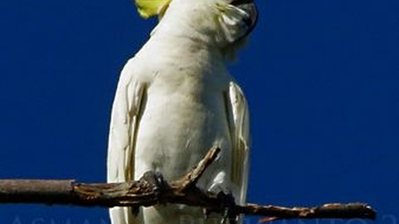 Fakta Menarik Burung Kakatua Jambul Kuning Abbotti, Satwa Endemik Sumenep yang Jadi Perhatian Dunia