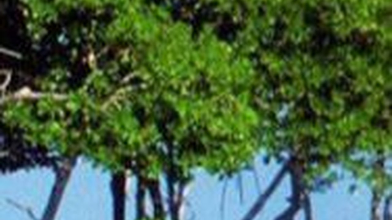 Direktur IMF Puji Jokowi: yang Dilakukan Indonesia ke Mangrove itu Indah