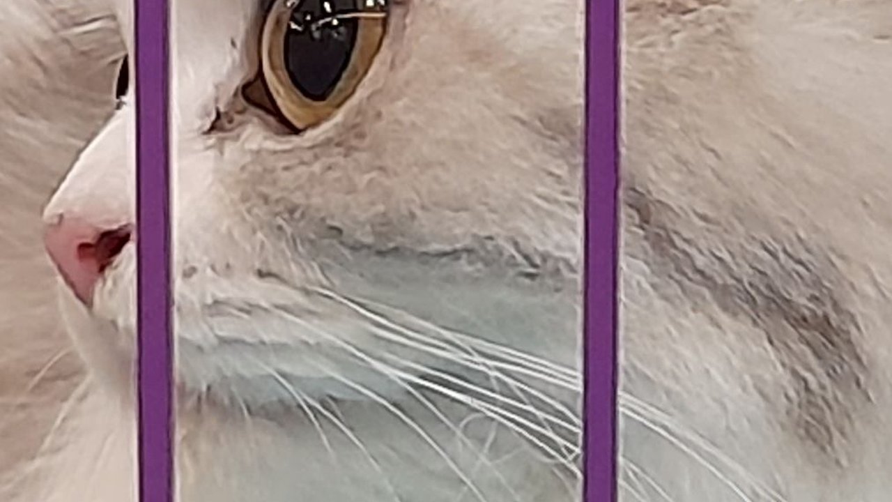 Tiga Perempuan Cekoki Kucing dengan Miras Terbukti Bersalah, Hakim Jatuhkan Hukuman Percobaan