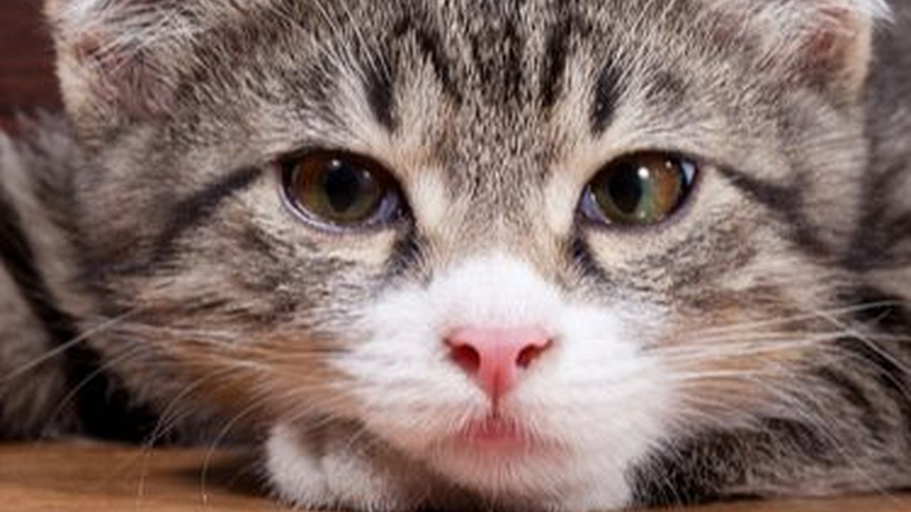 200 Nama kucing Lucu dan Menggemaskan, Cocok untuk Anabul Kesayangan