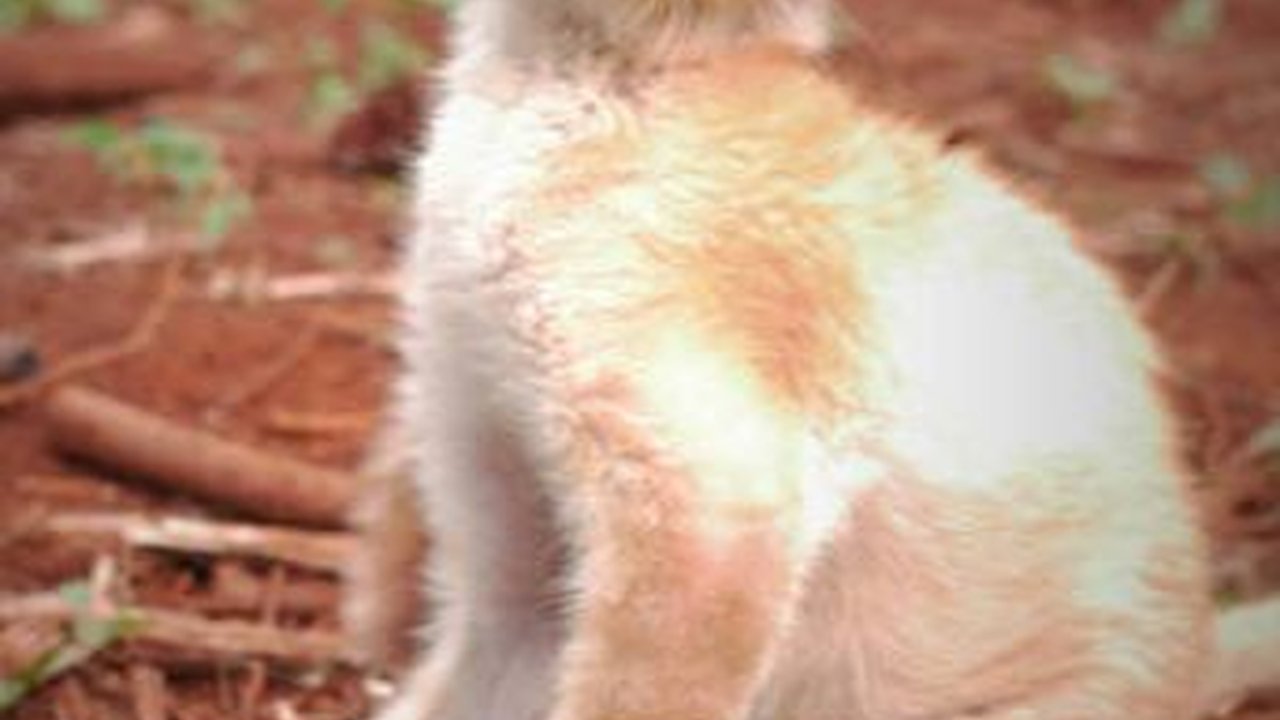 6 Obat Scabies Kucing, Lengkap dengan Gejala dan Cara Mengobatinya