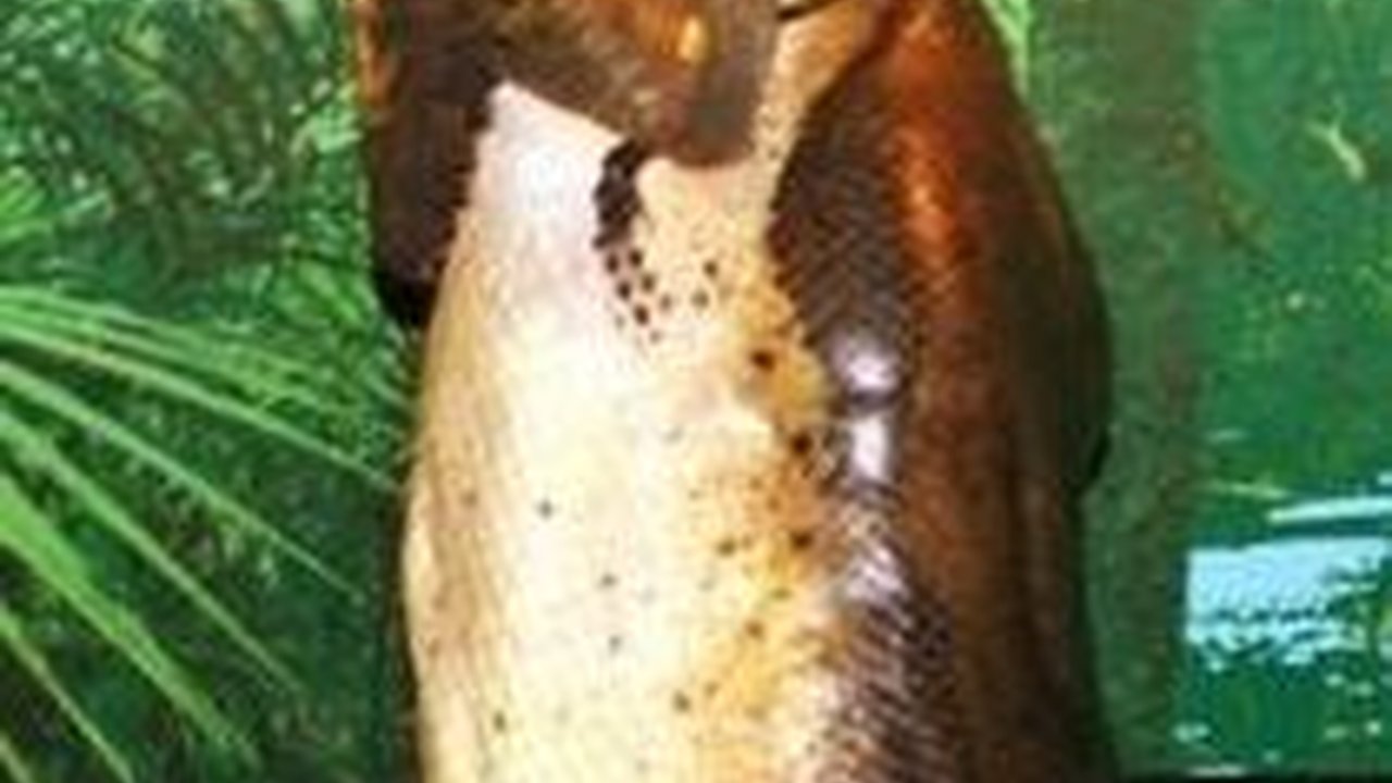 Ramai Diperbincangkan di Tiktok, Ini Fakta Tentang Ular Titanoboa dan Ular Falak