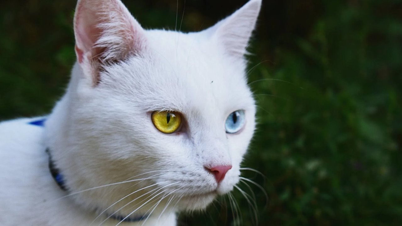 Ilustrasi Warna Kucing Langka