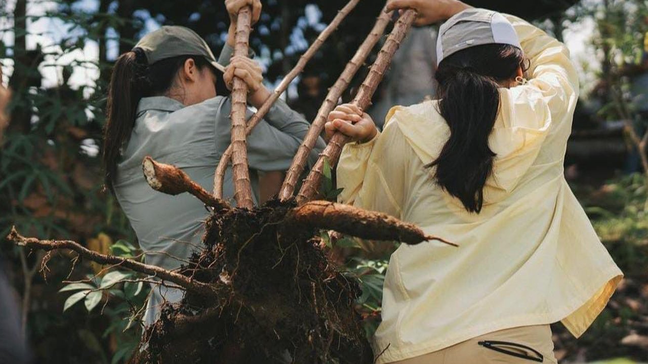 Potret Maudy Ayunda Cabut Singkong di Desa, Bahagia Bisa Rasakan Makanan Langsung Petik dari Kebun