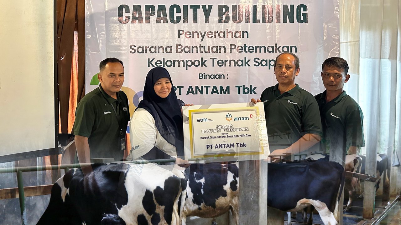 Sinergi PNM & ANTAM Dorong Peternak Sapi Lokal