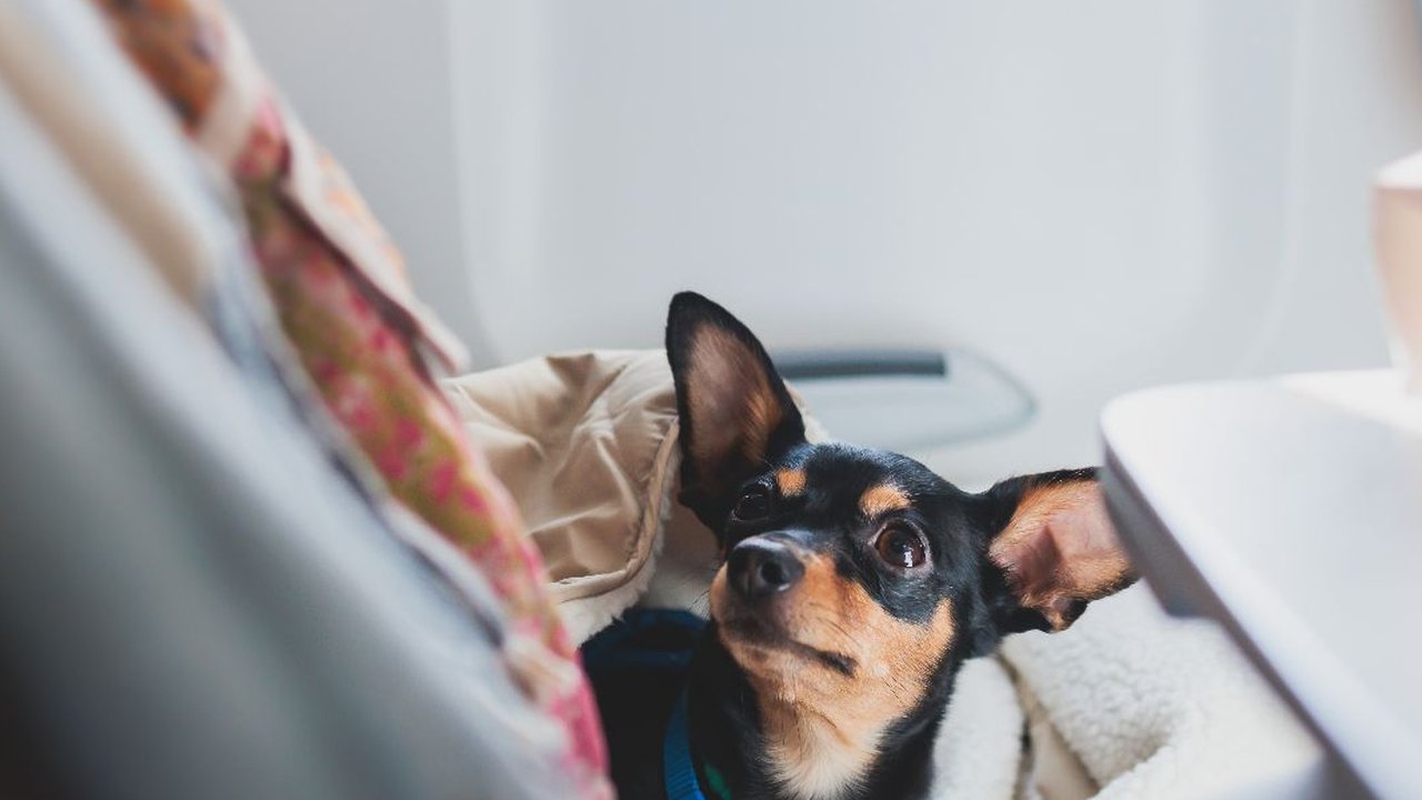 Parfum anjing Dolce & Gabbana. (dok. Instagram @dolcegabbana_beauty/https://www.instagram.com/p/C-NWqVfMgZB/Dinny Mutiah)